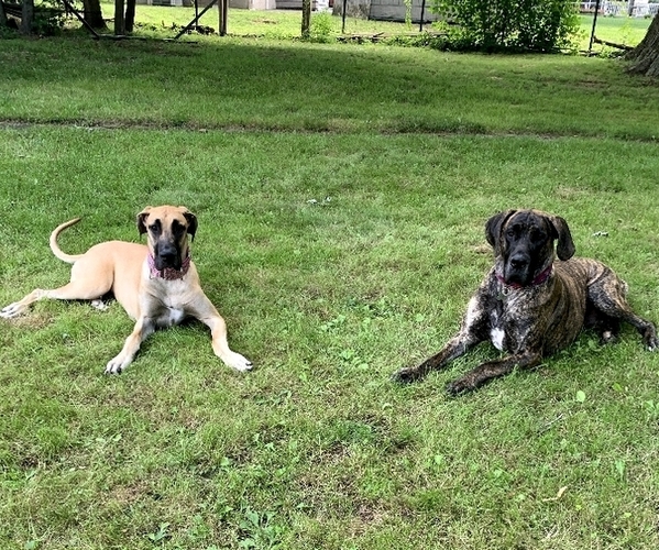 Medium Photo #1  Breeder Profile in NORTH HAVEN, CT, USA