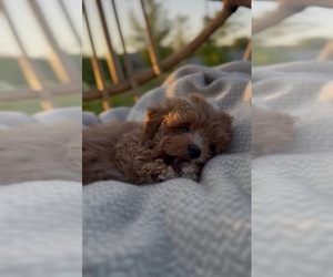 Medium Breeder Profile Photo