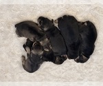 Small breeder photo