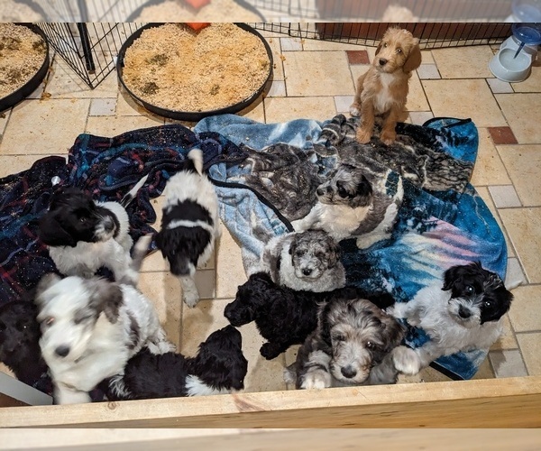 Medium Photo #5  Breeder Profile in CHULA VISTA, CA, USA
