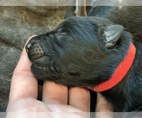 Medium Photo #47  Breeder Profile in PINON HILLS, CA, USA
