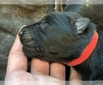 Small #46 Breeder Profile image