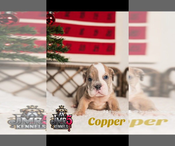 Medium Photo #7  Breeder Profile in PORTERVILLE, CA, USA