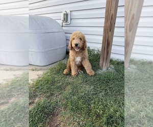Medium Breeder Profile Photo