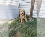 Small breeder photo