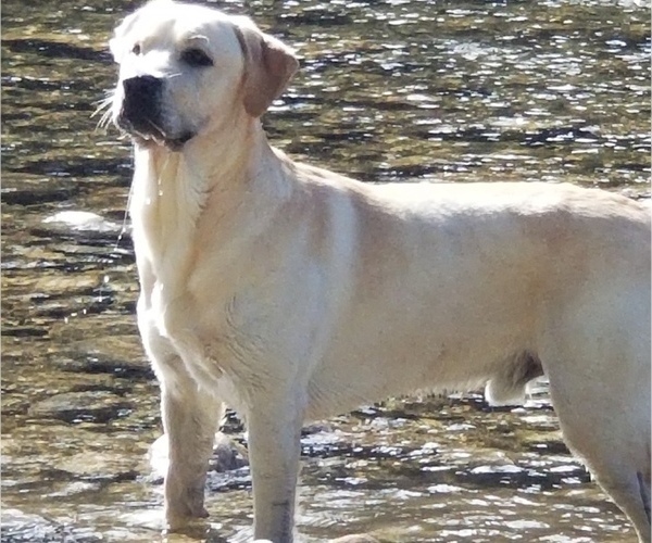 Medium Photo #1  Breeder Profile in BELLINGHAM, WA, USA