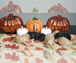 Main photo of Labrador Retriever Dog Breeder near BUFFALO, MN, USA