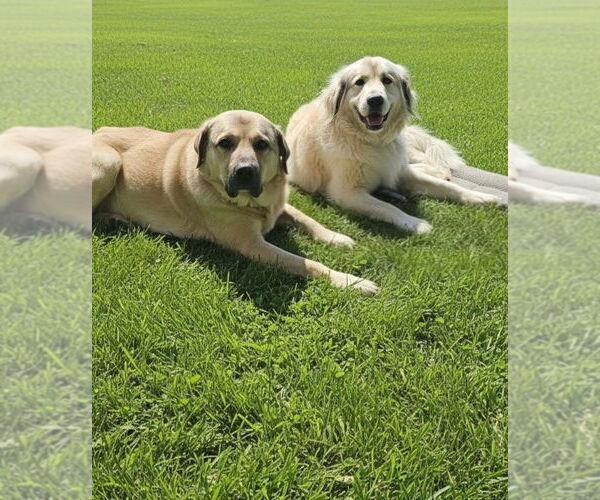 Medium Photo #2  Breeder Profile in LEWIS, IA, USA