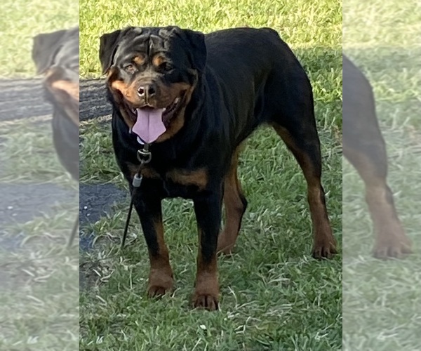 Medium Photo #19  Breeder Profile in HUGHESVILLE, MD, USA