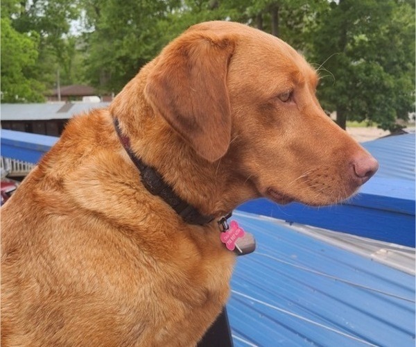 Medium Photo #37  Breeder Profile in BUFFALO, NY, USA