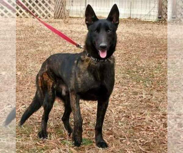 Medium Photo #1  Breeder Profile in DINWIDDIE, VA, USA