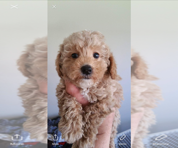 Medium Photo #1  Breeder Profile in AUBURNDALE, FL, USA