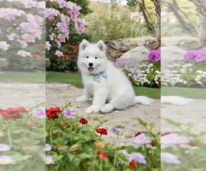 Samoyed Dog Breeder near MYRTLE BEACH, SC, USA
