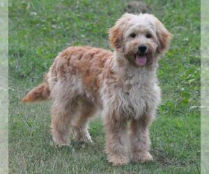 Goldendoodle-Poodle (Miniature) Mix Dog Breeder in LIBERTY,  USA