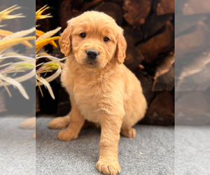 Medium Breeder Profile Photo