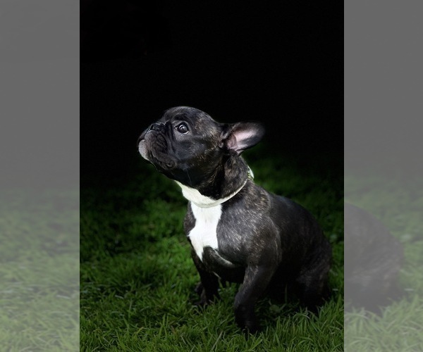 Medium Photo #1  Breeder Profile in LODI, CA, USA