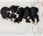 Small breeder photo