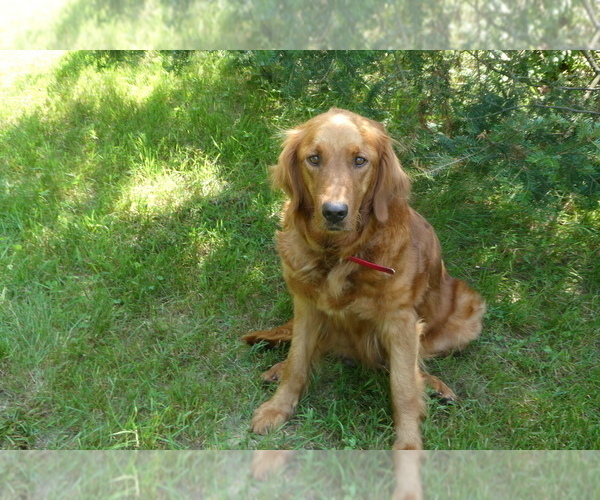 Medium Photo #3  Breeder Profile in WOLCOTT, VT, USA