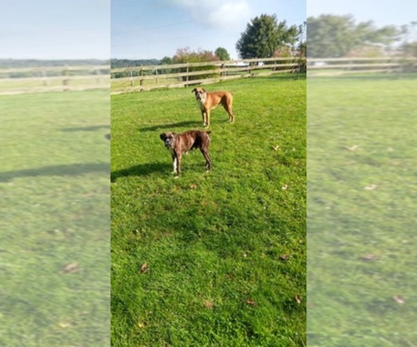 Medium Photo #1  Breeder Profile in HILLSVILLE, VA, USA