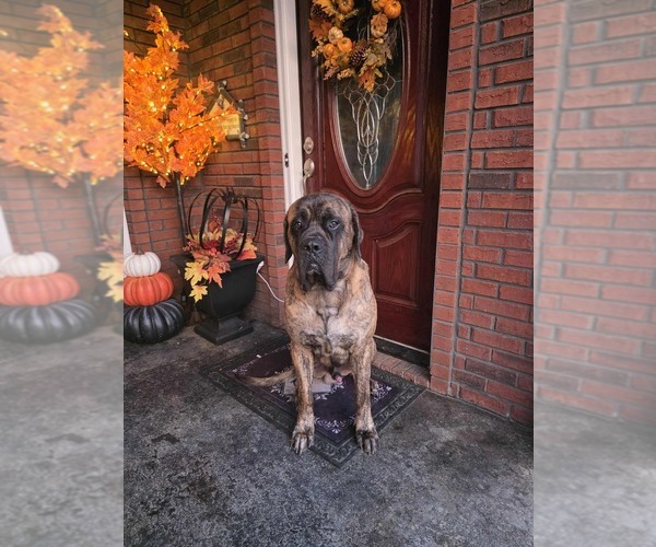 Medium Photo #2  Breeder Profile in ONEIDA, TN, USA