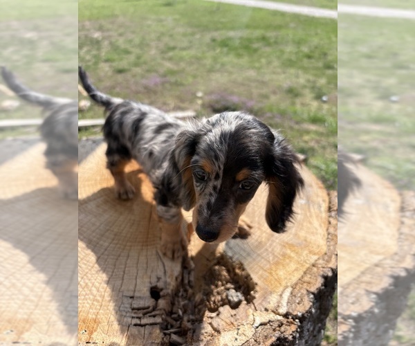 Medium Photo #1  Breeder Profile in MARSHFIELD, MO, USA