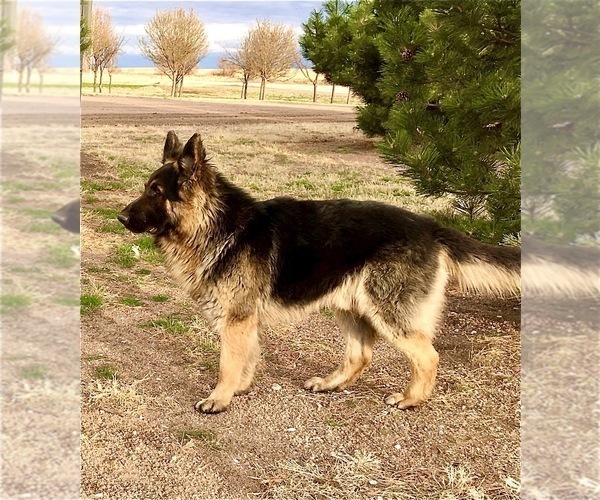 Medium Photo #3  Breeder Profile in BRIGHTON, CO, USA