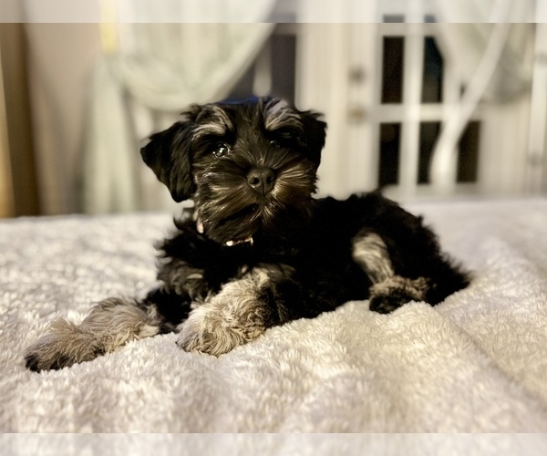 Medium Photo #10  Breeder Profile in PORT ORANGE, FL, USA