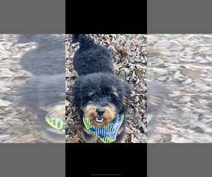 Poodle (Miniature) Dog Breeder near EASLEY, SC, USA