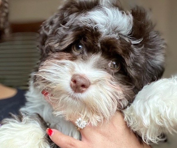 Medium Photo #1  Breeder Profile in LAS VEGAS, NV, USA