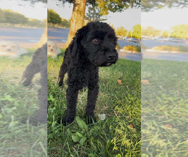 Medium Photo #15  Breeder Profile in BURLINGAME, CA, USA