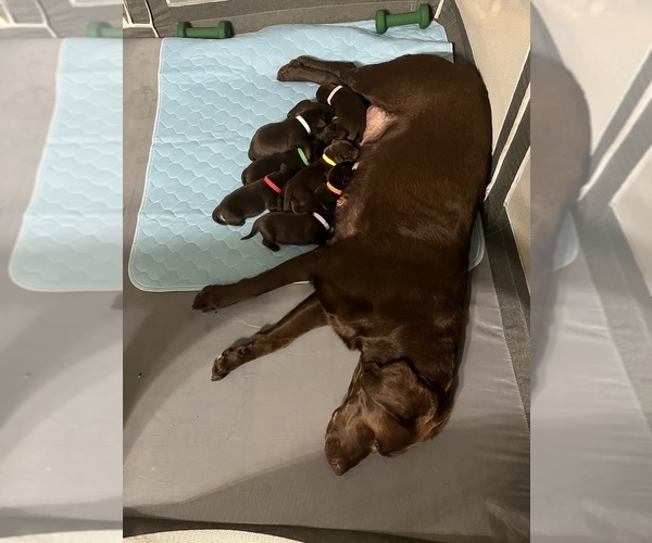 Medium Photo #1  Breeder Profile in TOLLAND, CT, USA