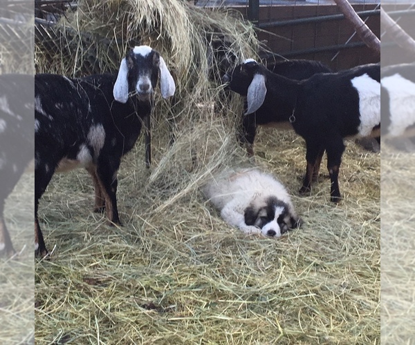 Medium Photo #1  Breeder Profile in DEARY, ID, USA