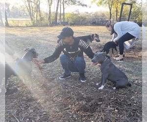 American Bully Dog Breeder near KISSIMMEE, FL, USA