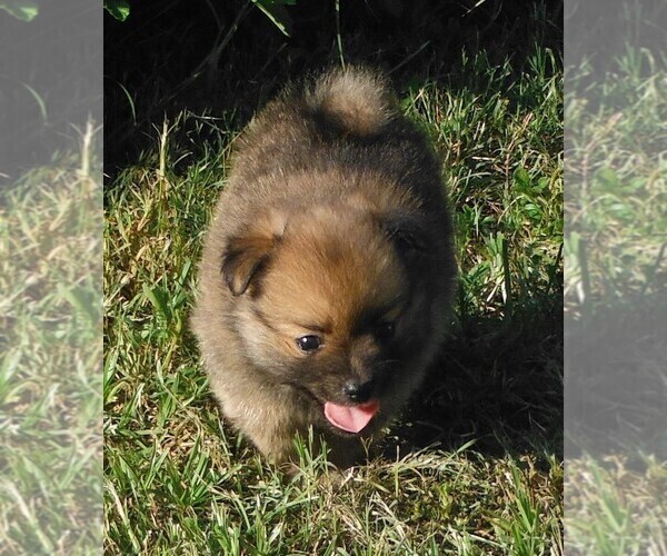 Medium Photo #1  Breeder Profile in SEBASTIAN, FL, USA
