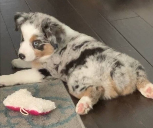 Medium Photo #9  Breeder Profile in BLACKSBURG, SC, USA