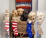 Small breeder photo