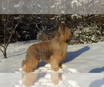 Small Photo #1  Breeder Profile in GARDNERS, PA, USA