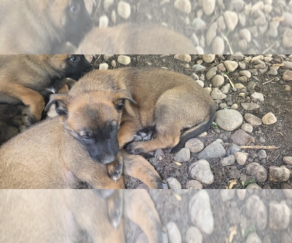 Medium Photo #6  Breeder Profile in OSHKOSH, WI, USA