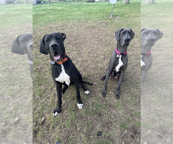 Medium Photo #1  Breeder Profile in RICHMOND, IN, USA