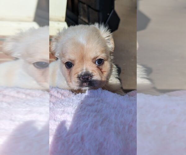 Medium Photo #1  Breeder Profile in SALISBURY, NC, USA