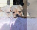 Small breeder photo
