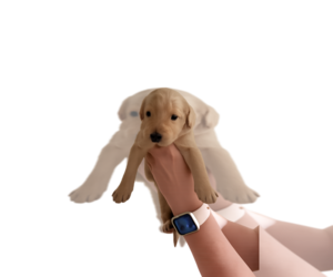 Labradoodle Dog Breeder near SUMMERVILLE, SC, USA