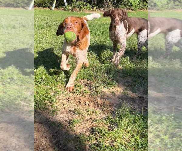 Medium Photo #115  Breeder Profile in HORTENSE, GA, USA