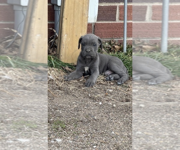 Medium Photo #13  Breeder Profile in STUART, IA, USA