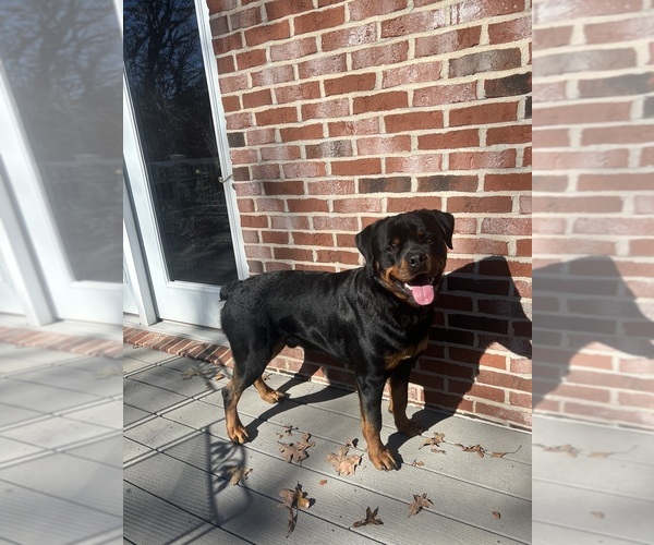 Medium Photo #3  Breeder Profile in FREEBURG, MO, USA