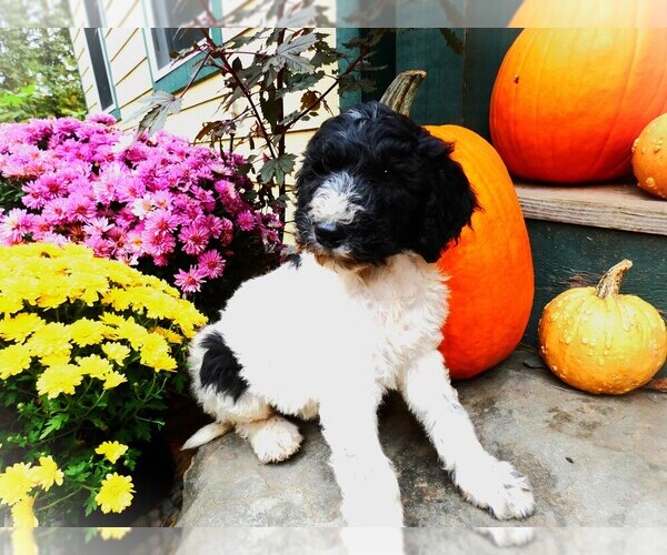 Medium Photo #15  Breeder Profile in AUGUSTA, WV, USA