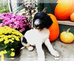 Small #14 Breeder Profile image
