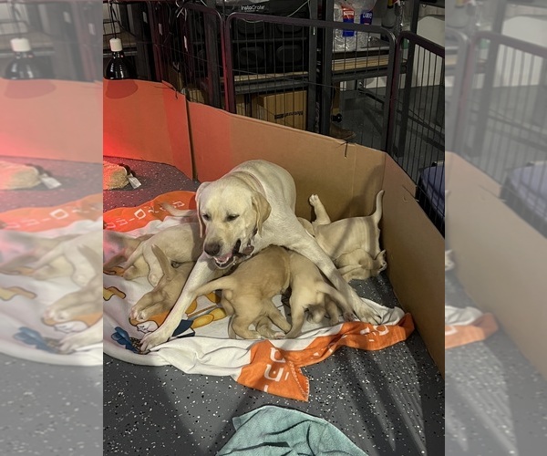 Medium Photo #9  Breeder Profile in FORT LAUDERDALE, FL, USA