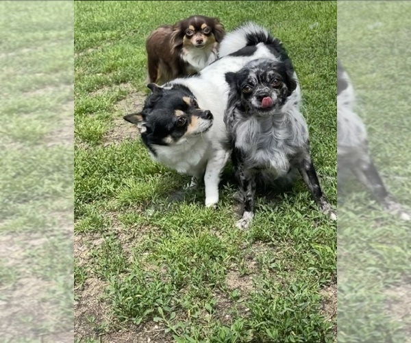 Medium Photo #78  Breeder Profile in TWINING, MI, USA