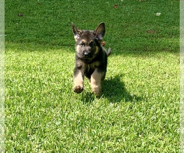 Medium Photo #1  Breeder Profile in KENNESAW, GA, USA